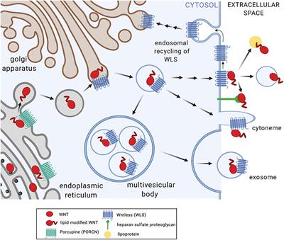 Functions of the WNT Signaling Network in Shaping Host Responses to Infection